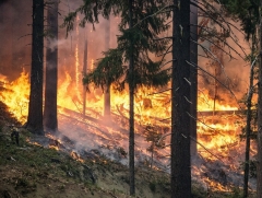 Ochrana lesov pred požiarmi - usmernenie